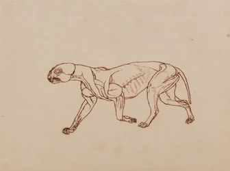 Een Vergelijkende Anatomische Expositie van de Structuur van het Menselijk Lichaam met die van een Tijger en een Koe